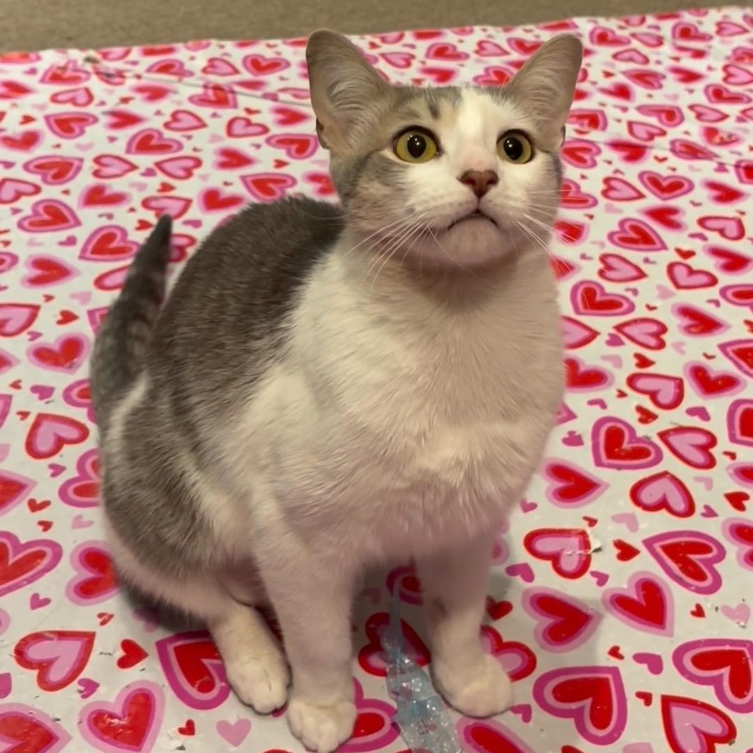 Enlarge Haushinka, a ADOPTABLE Domestic Short Hair in Maple Shade, NJ image 3/5