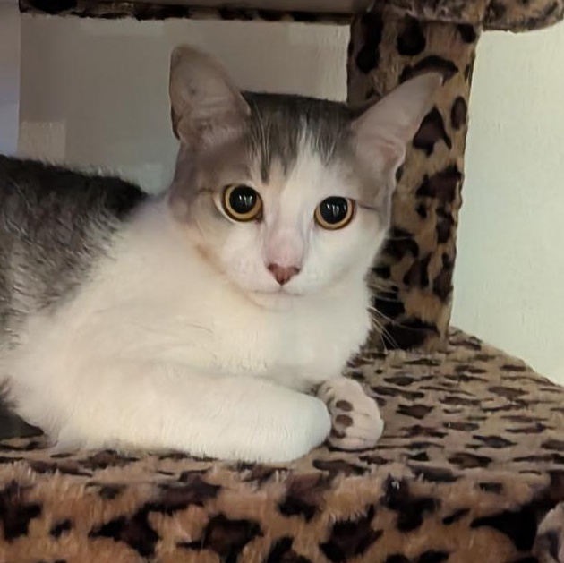 Enlarge Haushinka, a ADOPTABLE Domestic Short Hair in Maple Shade, NJ image 4/5