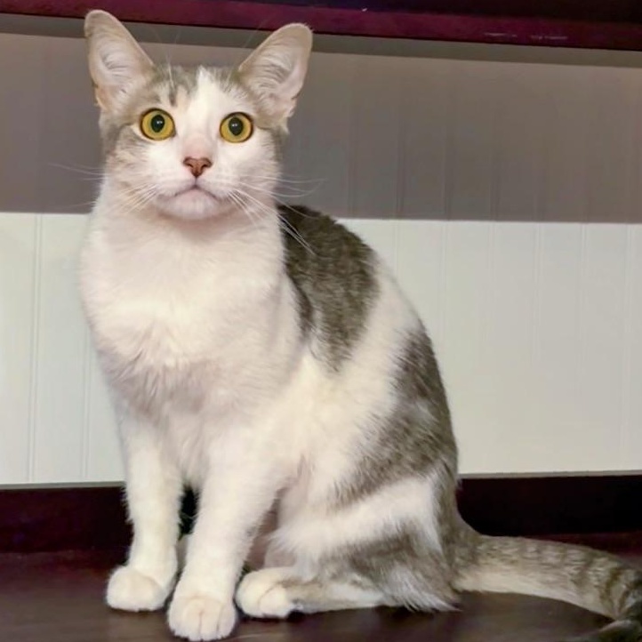 Enlarge Haushinka, a ADOPTABLE Domestic Short Hair in Maple Shade, NJ image 5/5
