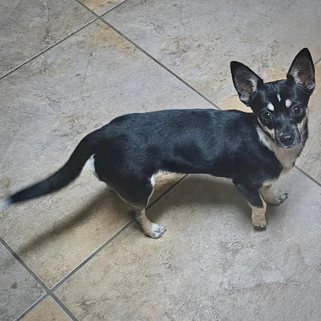 Chili (GA), Adoptable, Young Female Rat Terrier & Chihuahua.