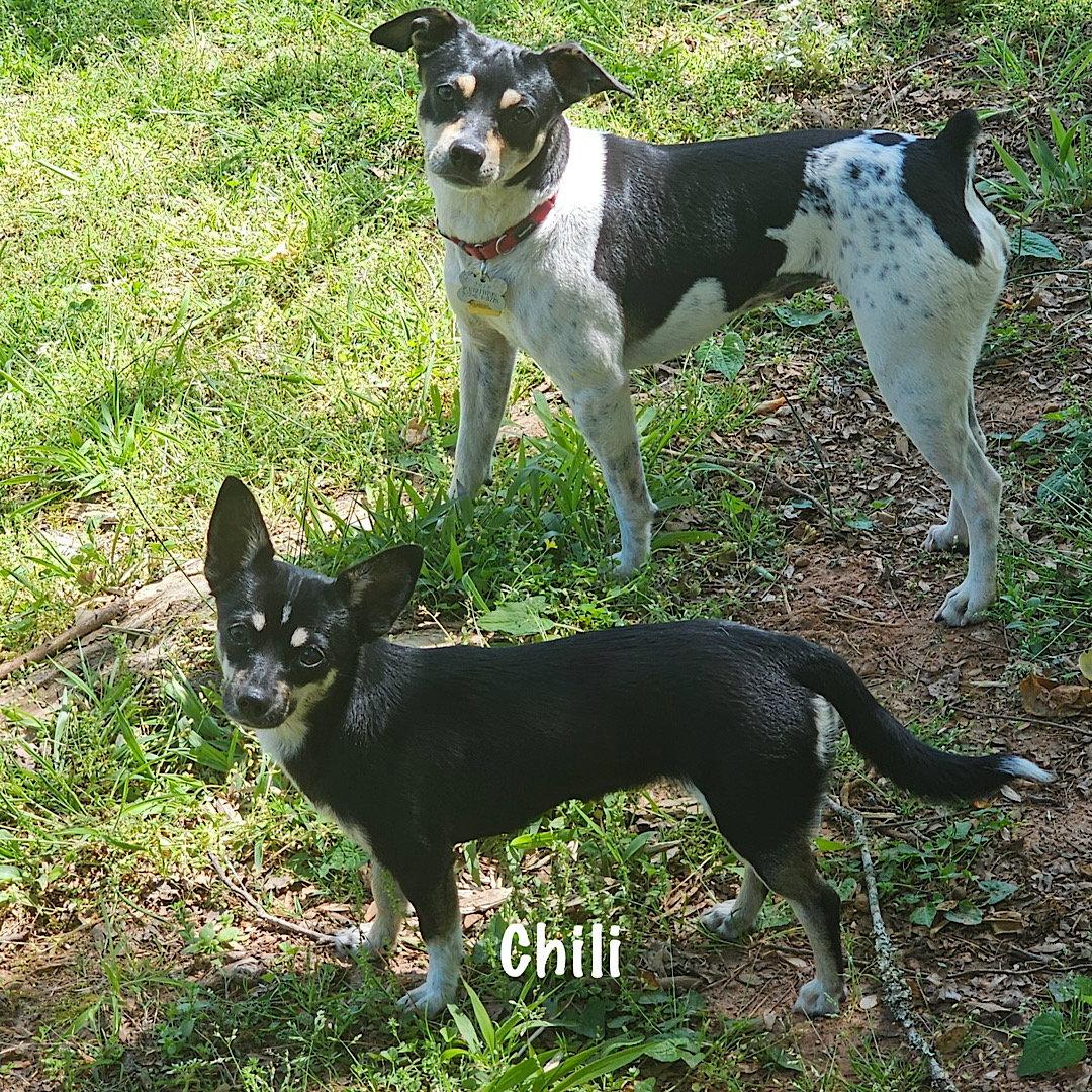 Enlarge Chili (GA), a Adoptable mixed breed in Sharpsburg, GA image 2/4