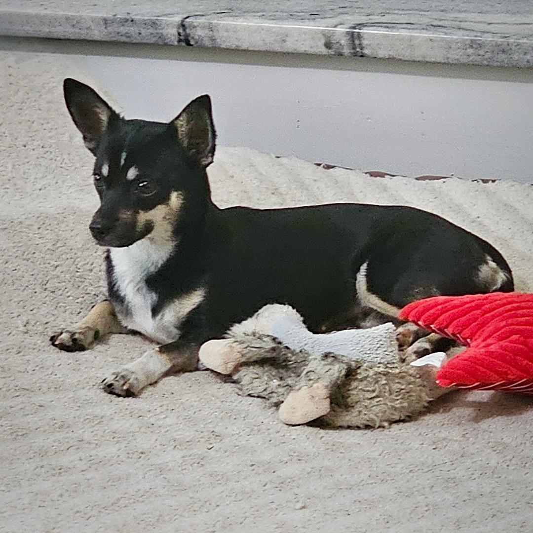 Enlarge Chili (GA), a Adoptable mixed breed in Sharpsburg, GA image 4/4