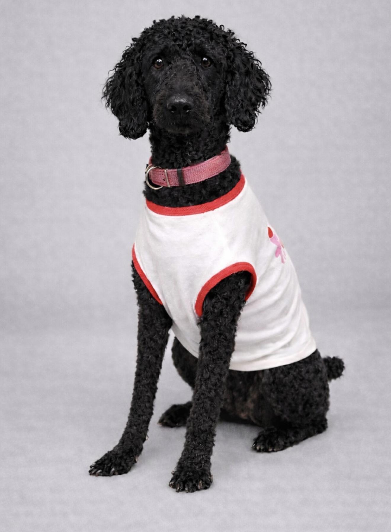 Enlarge Baby, a ADOPTABLE Goldendoodle in Spring, TX image 1/1