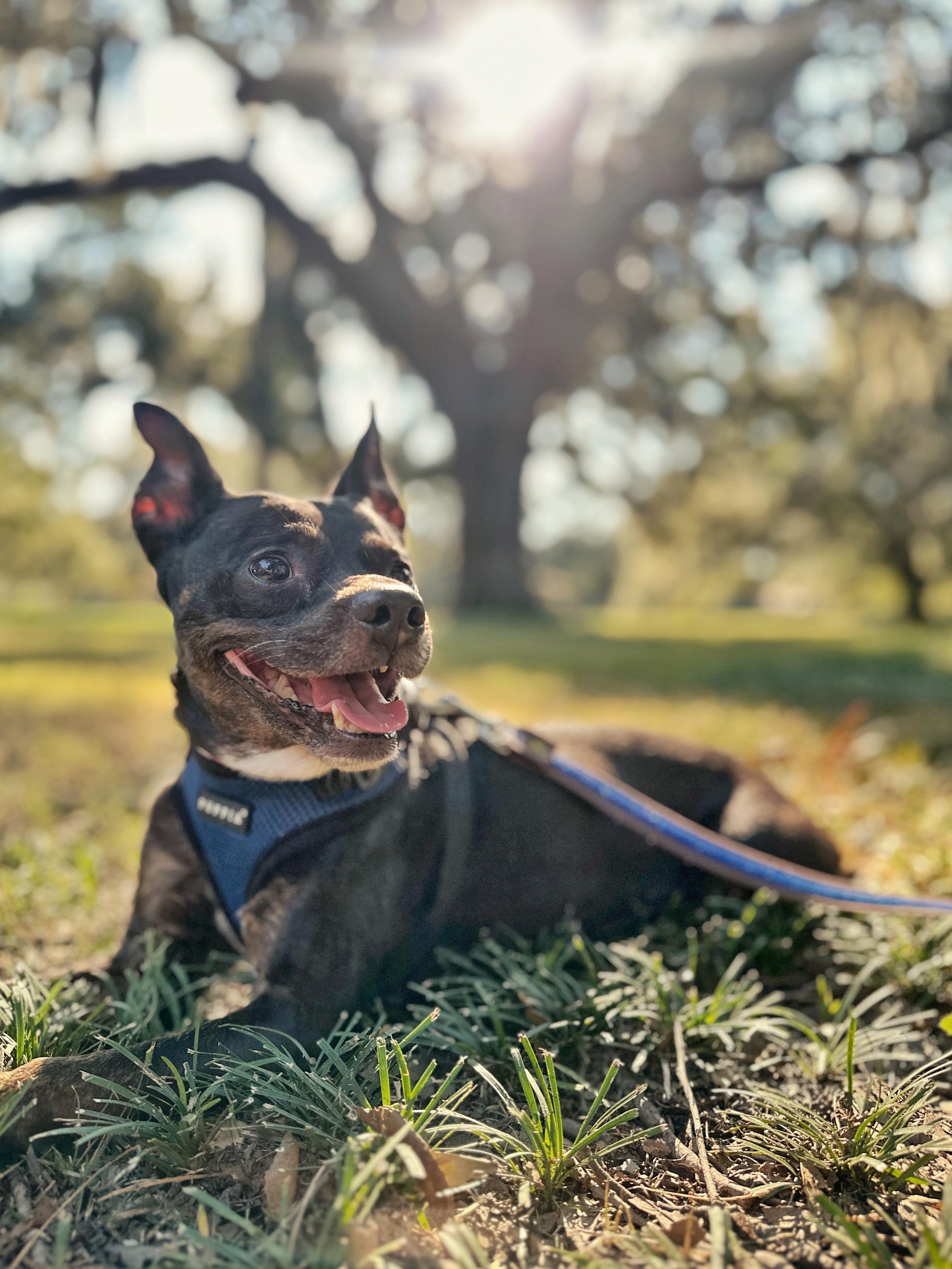 Bennie, a Adoptable mixed breed in New Orleans, LA image 4/6