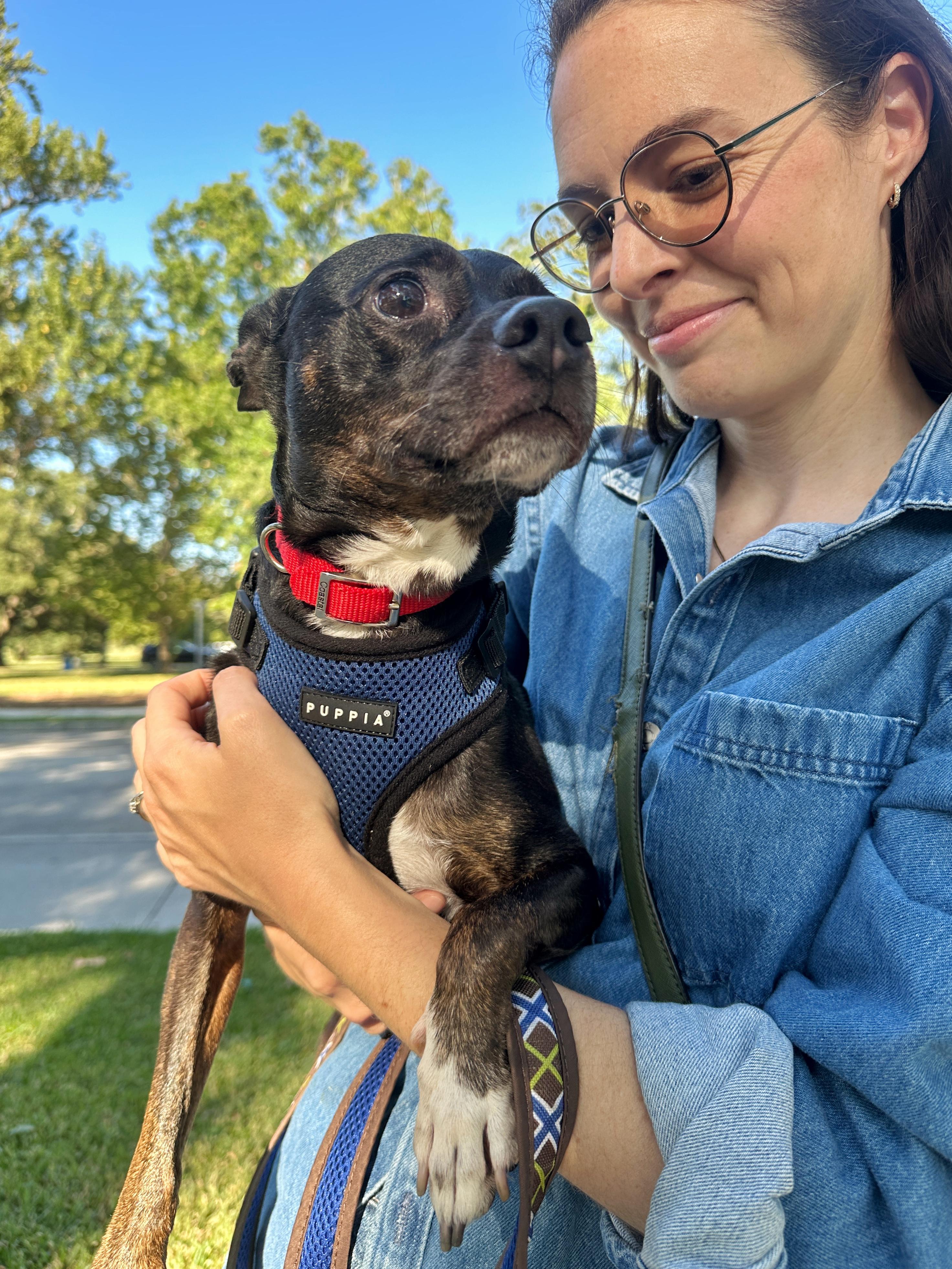 Bennie, a Adoptable mixed breed in New Orleans, LA image 5/6