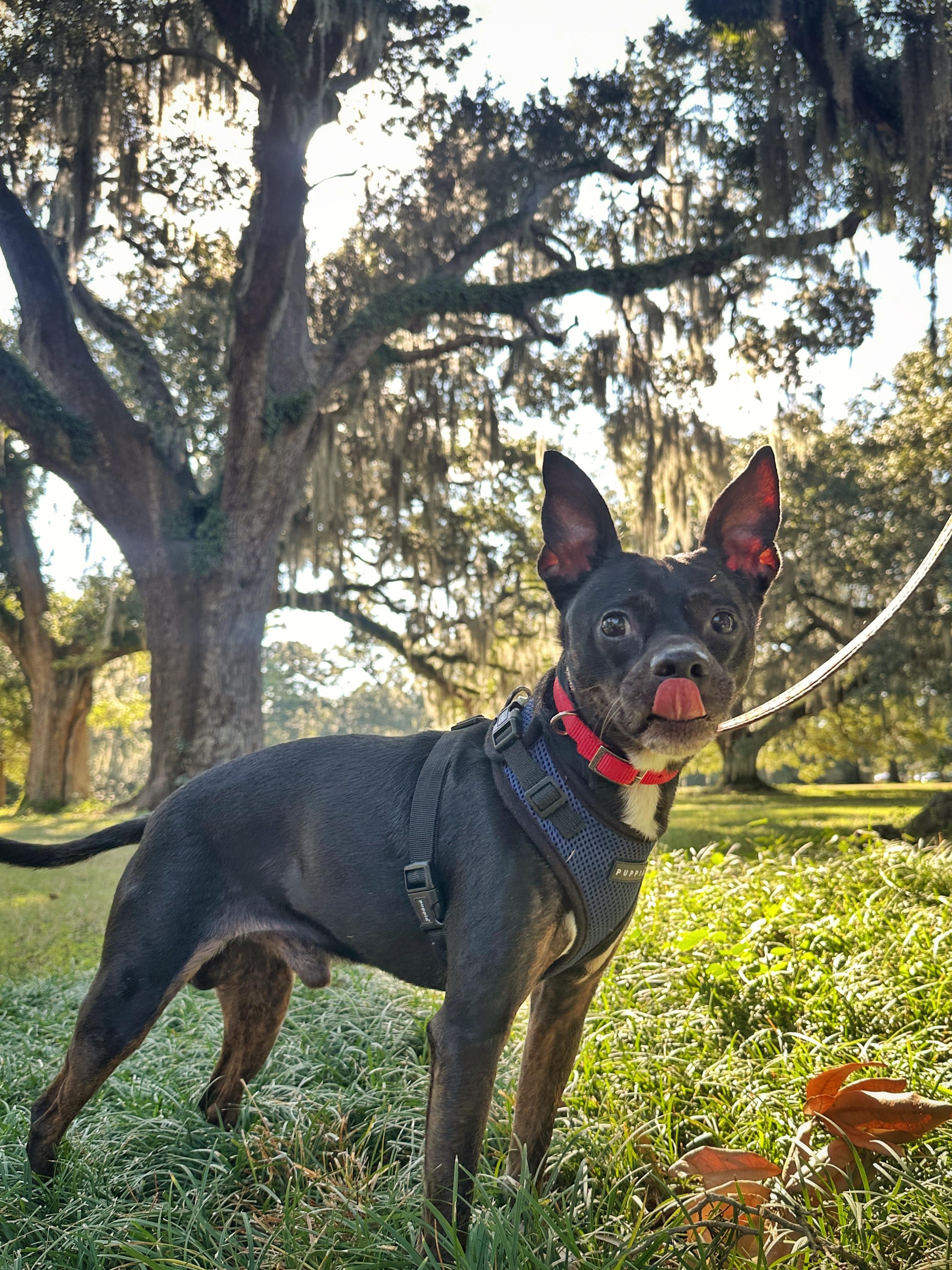 Bennie, a Adoptable mixed breed in New Orleans, LA image 6/6