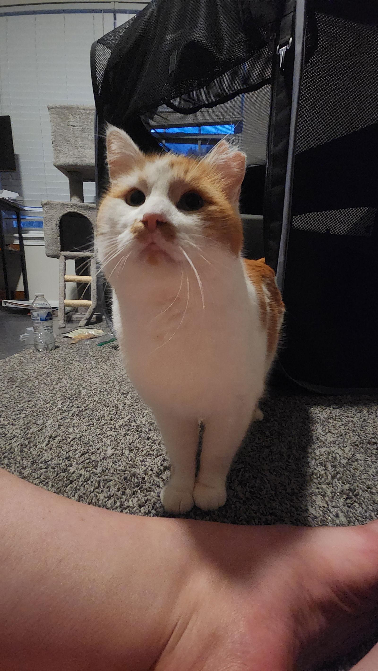 Enlarge Bombur, a Adoptable mixed breed in Georgetown, KY image 3/3