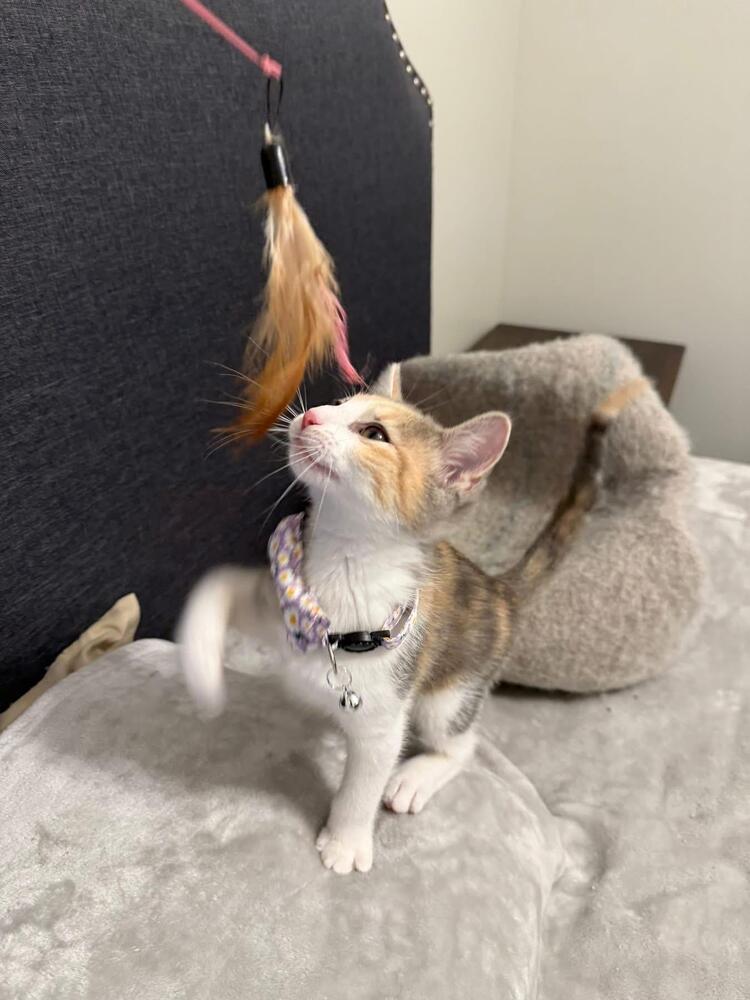 Margaret, Adoptable, Kitten Female Domestic Short Hair.