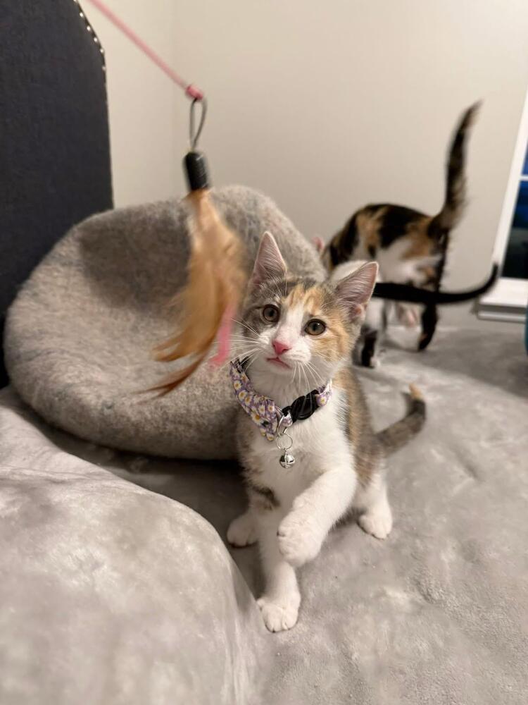 Enlarge Margaret, a Adoptable Domestic Short Hair in Grove City, OH image 2/5