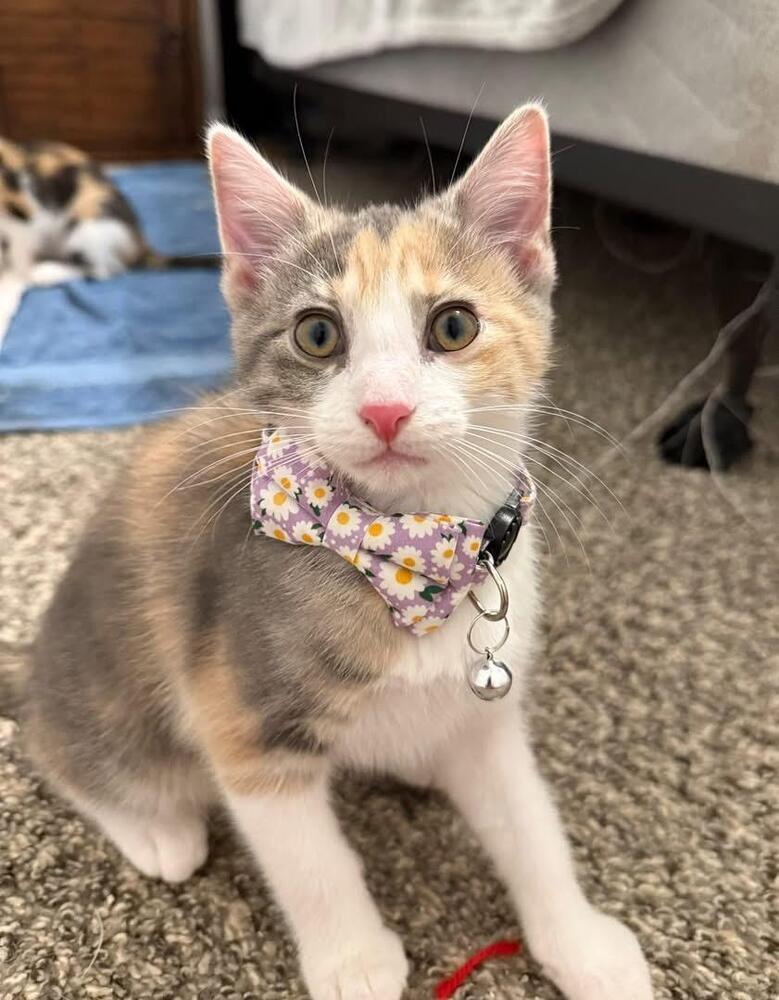 Enlarge Margaret, a Adoptable Domestic Short Hair in Grove City, OH image 3/5