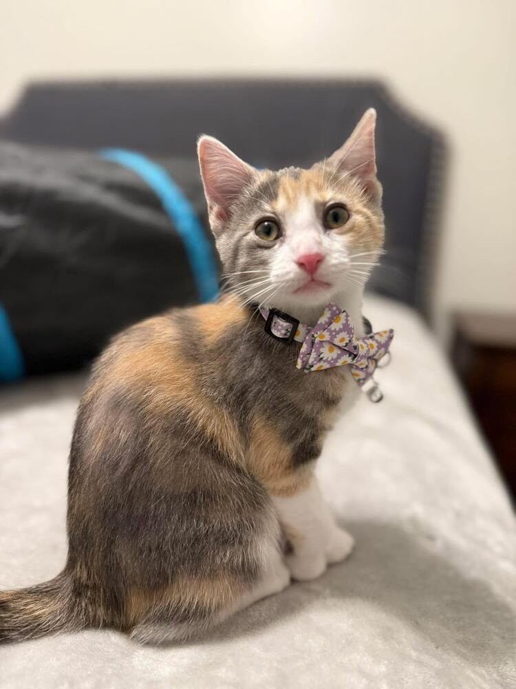 Enlarge Margaret, a Adoptable Domestic Short Hair in Grove City, OH image 4/5