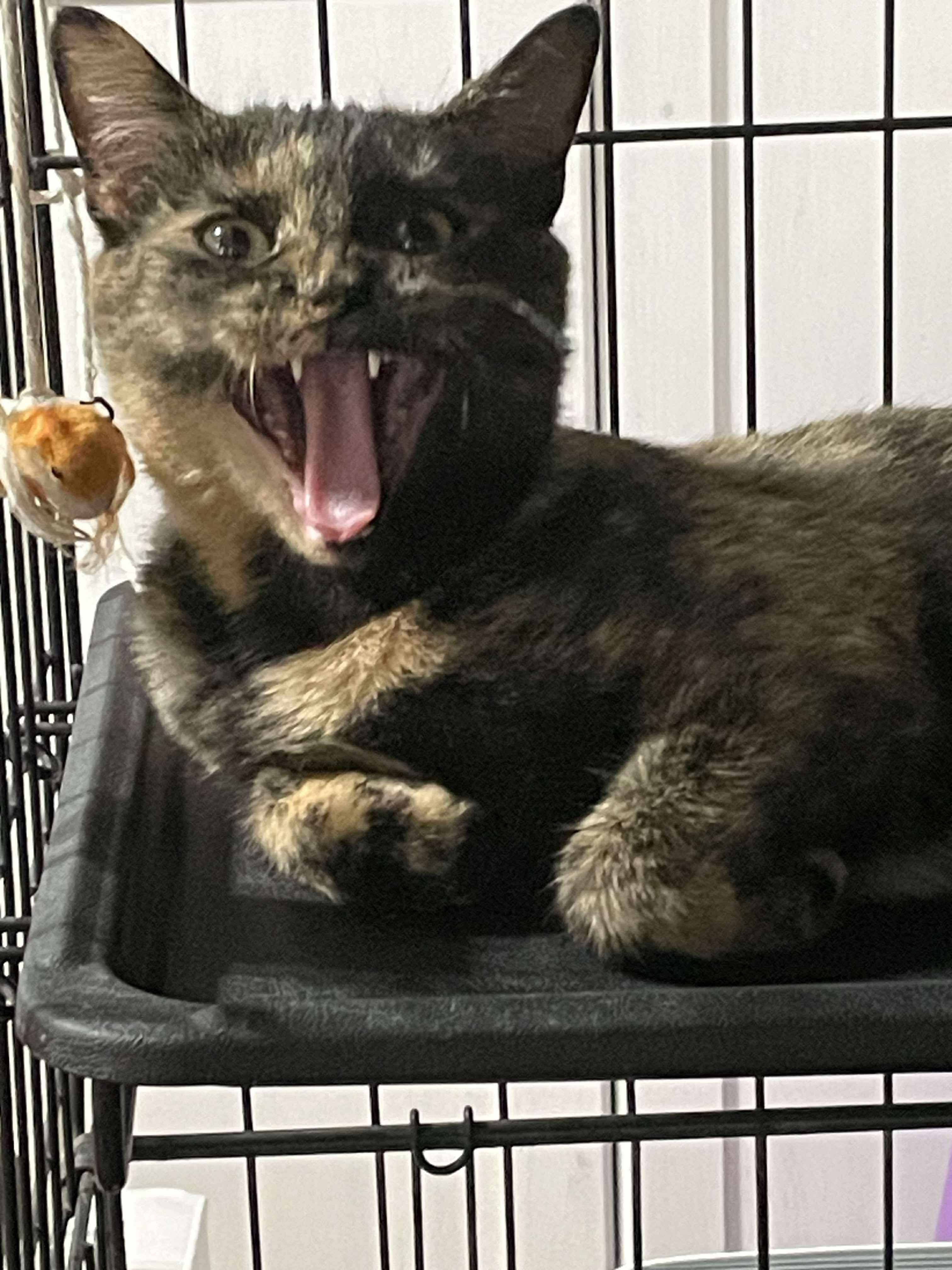 Rain, Adoptable, Young Female Domestic Short Hair.