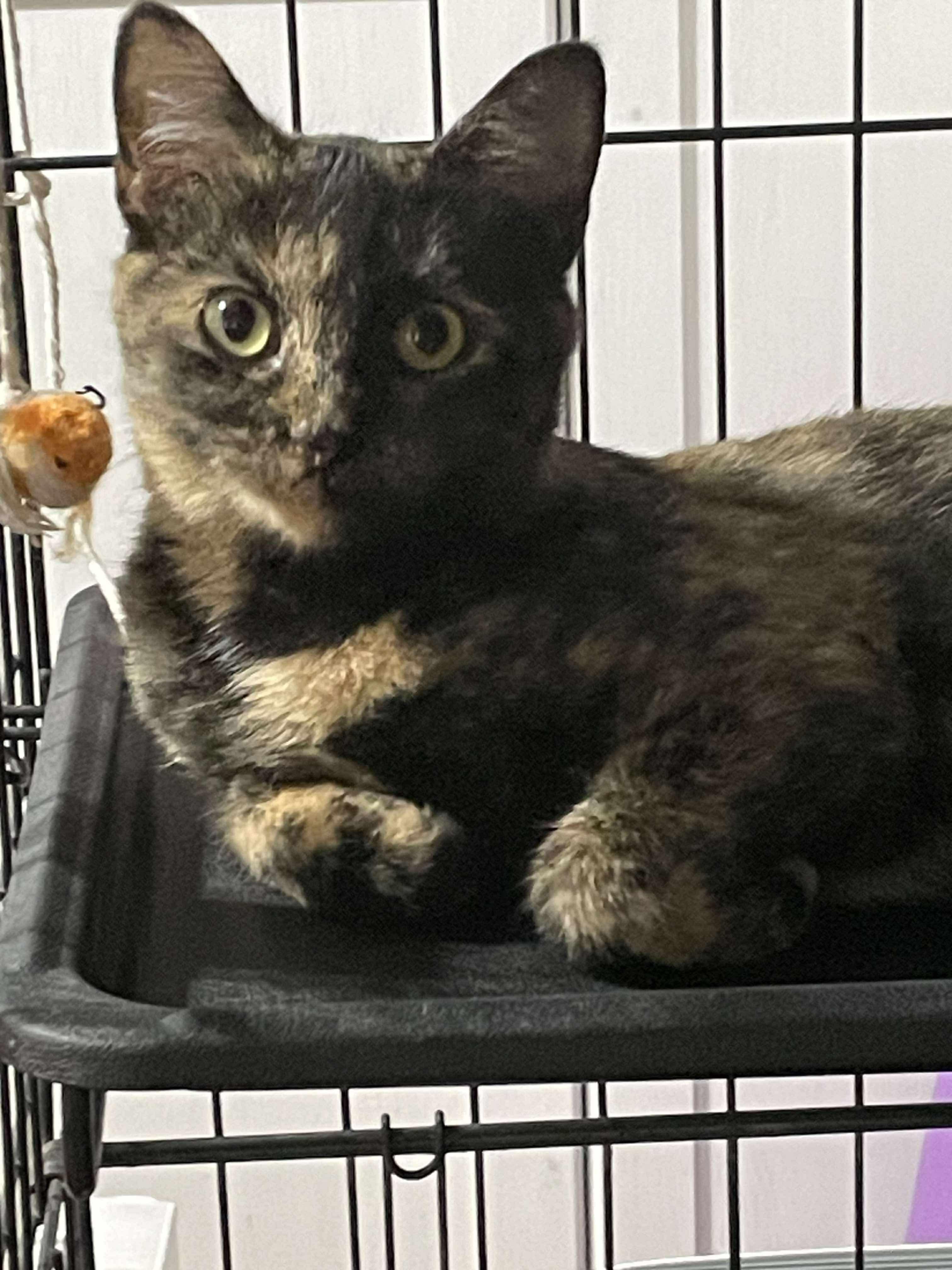 Rain, a Adoptable Domestic Short Hair in Winnipeg, MB image 3/3