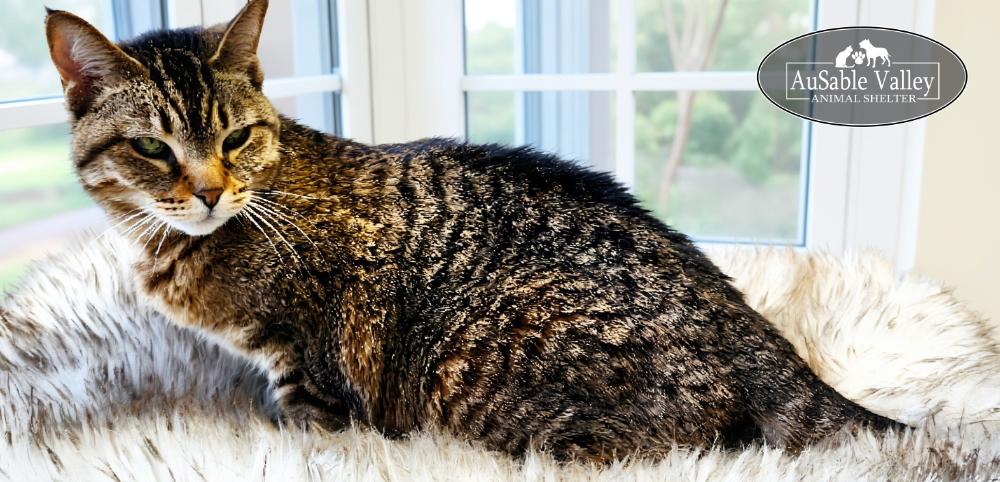 Tiny, a Adoptable Domestic Short Hair in Grayling, MI image 4/6