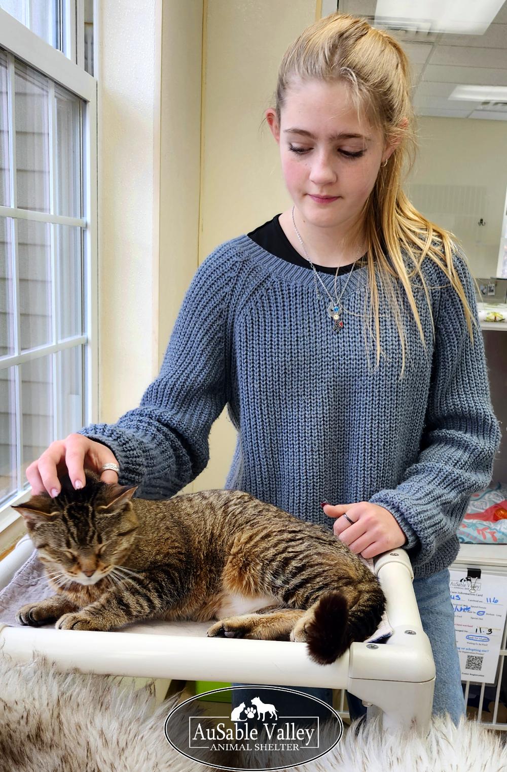 Tiny, Adoptable, Senior Female Domestic Short Hair.