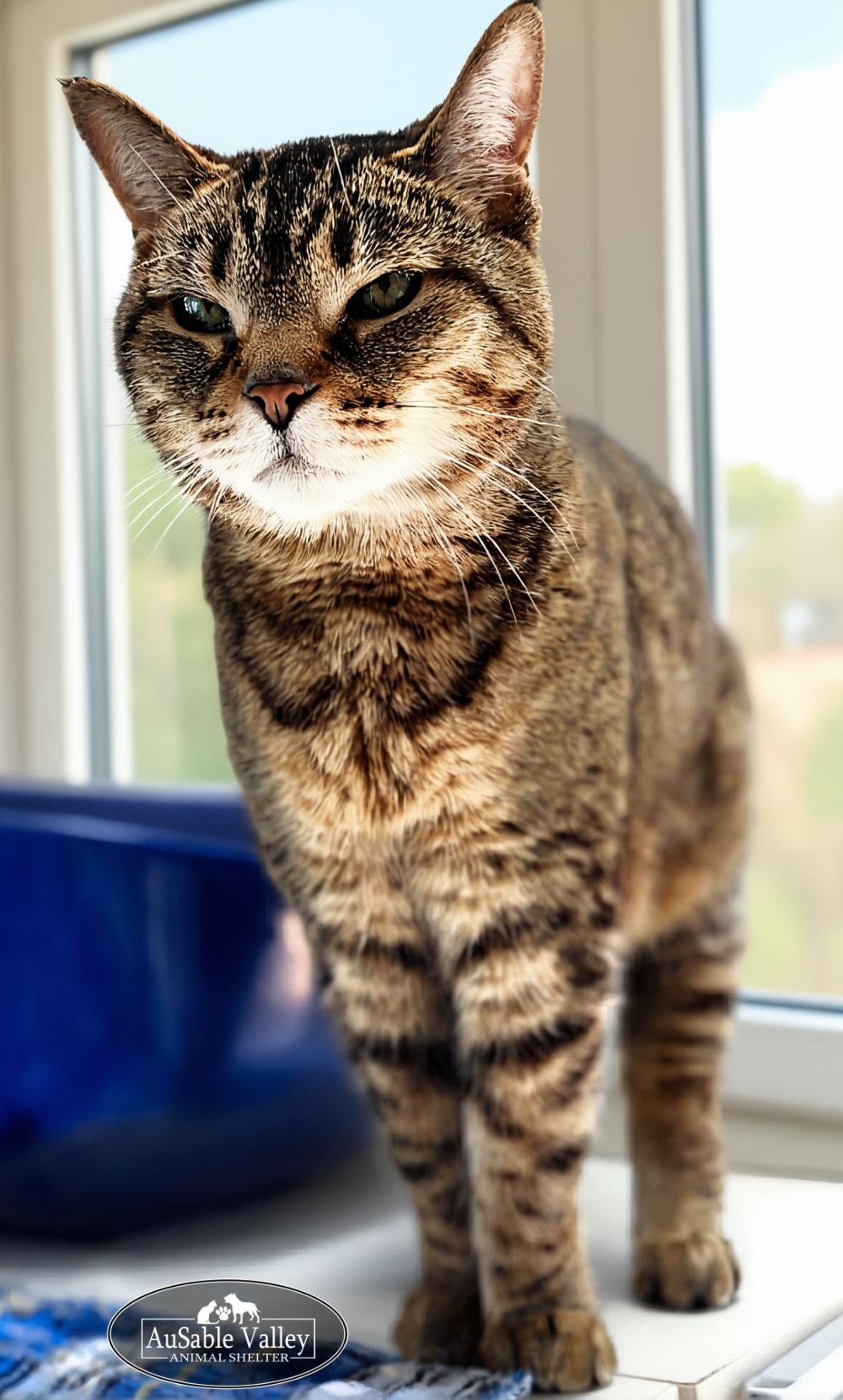 Tiny, an adoptable Domestic Short Hair in Grayling, MI, 49738 | Photo Image 3