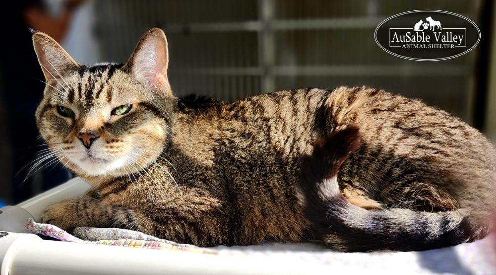 Tiny, an adoptable Domestic Short Hair in Grayling, MI, 49738 | Photo Image 5