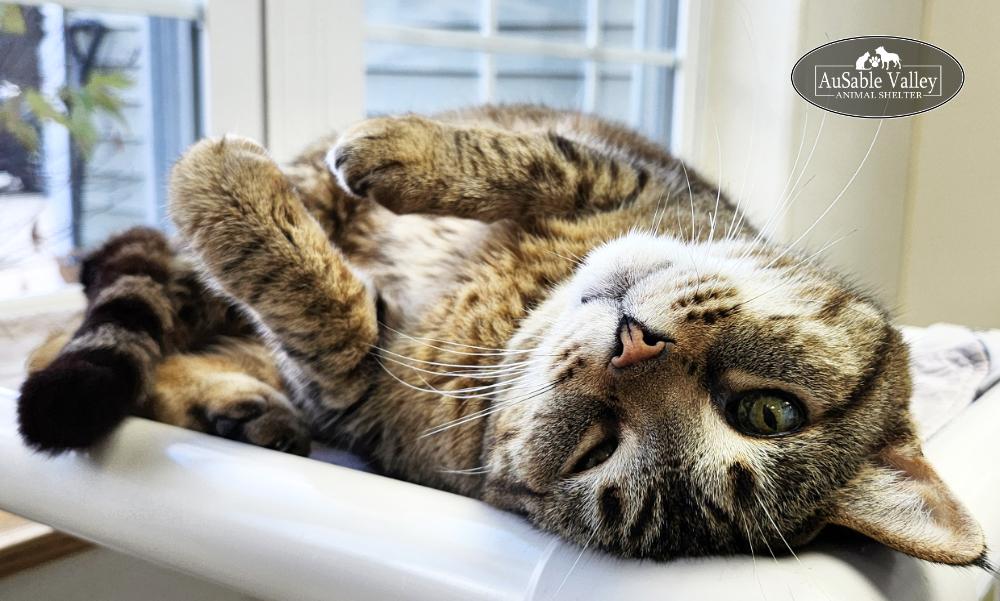 Tiny, a Adoptable Domestic Short Hair in Grayling, MI image 6/6