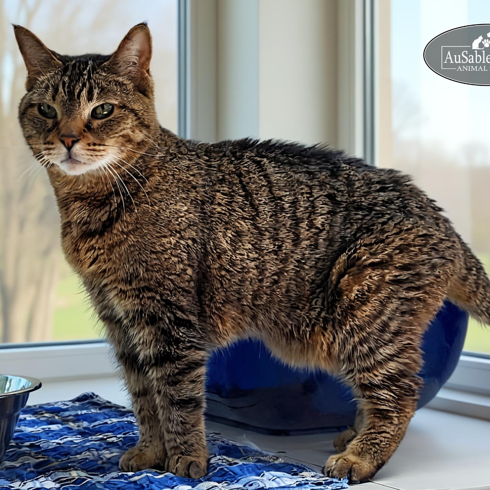 Tiny, an adoptable Domestic Short Hair in Grayling, MI, 49738 | Photo Image 1