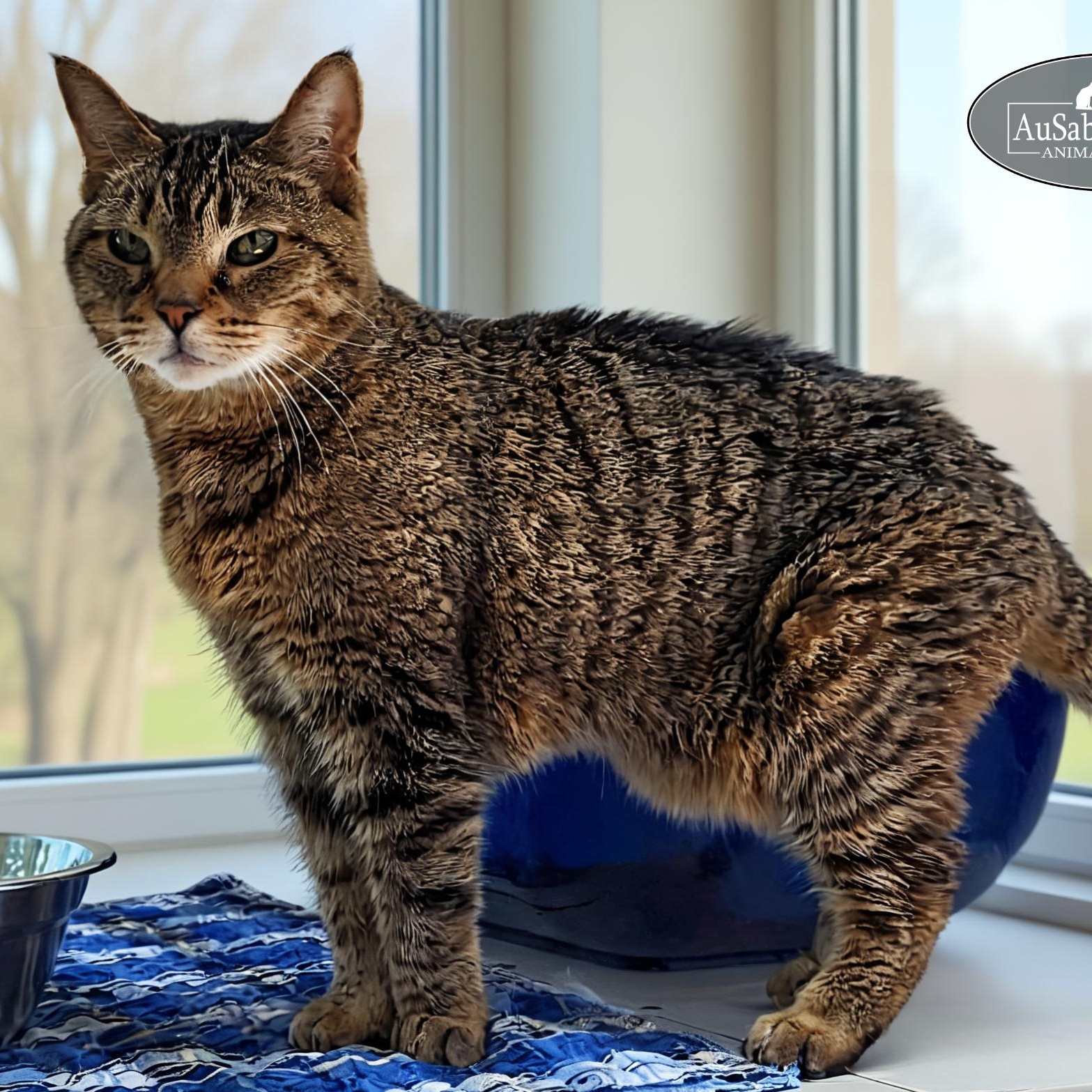 Tiny, a Adoptable Domestic Short Hair in Grayling, MI image 2/6