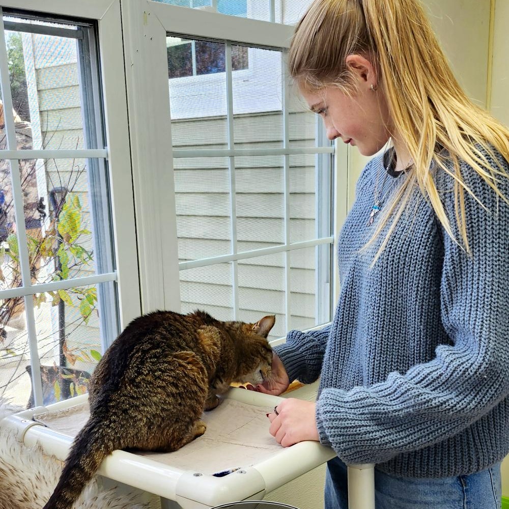 Tiny, a Adoptable Domestic Short Hair in Grayling, MI image 5/6