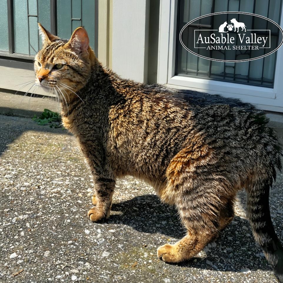 Tiny, a Adoptable Domestic Short Hair in Grayling, MI image 3/6