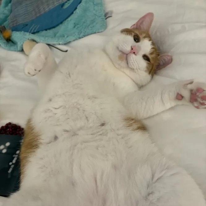 Enlarge Mango, a Adoptable Domestic Short Hair in Weehawken, NJ image 2/6