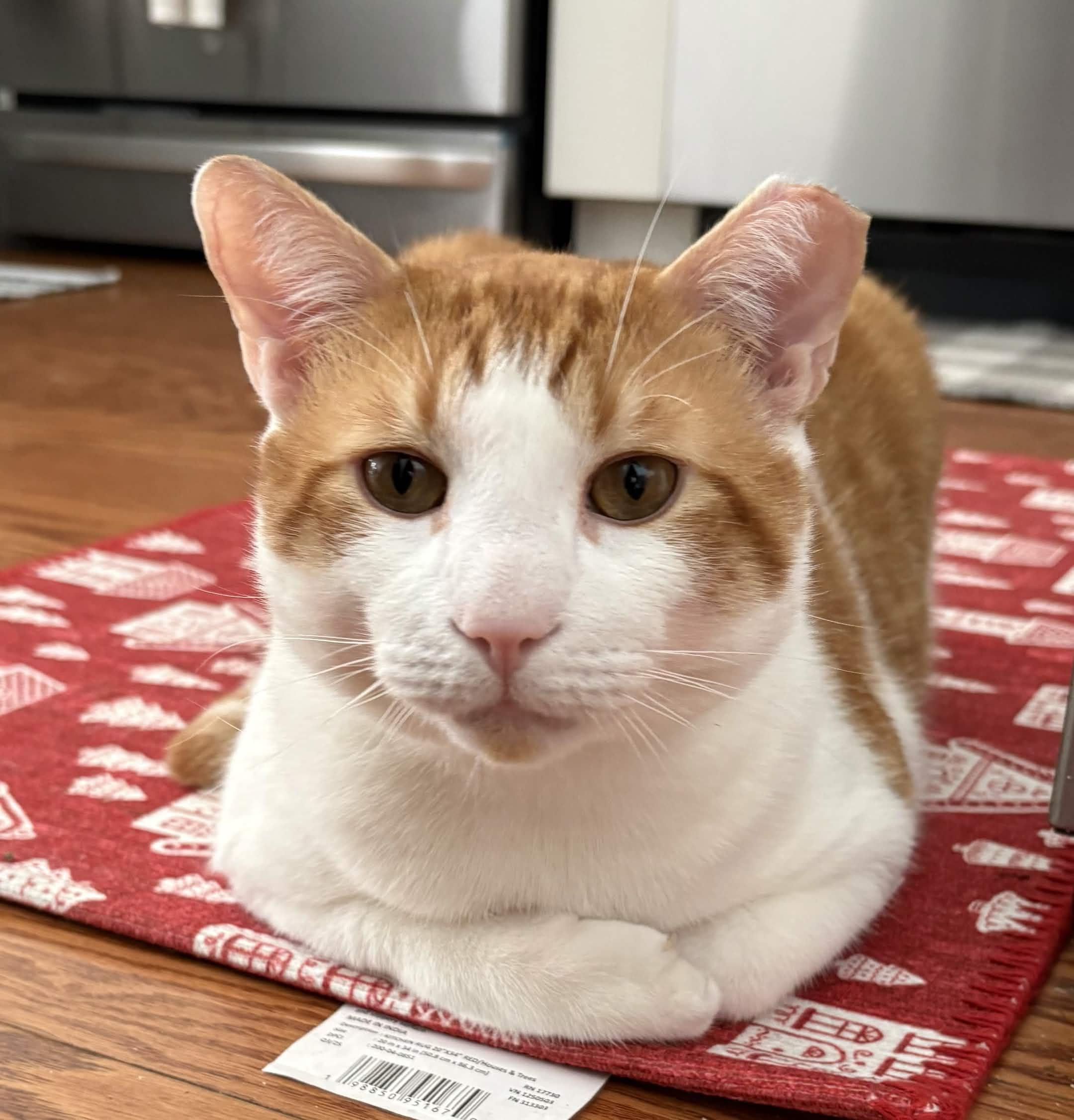 Enlarge Mango, a Adoptable Domestic Short Hair in Weehawken, NJ image 6/6