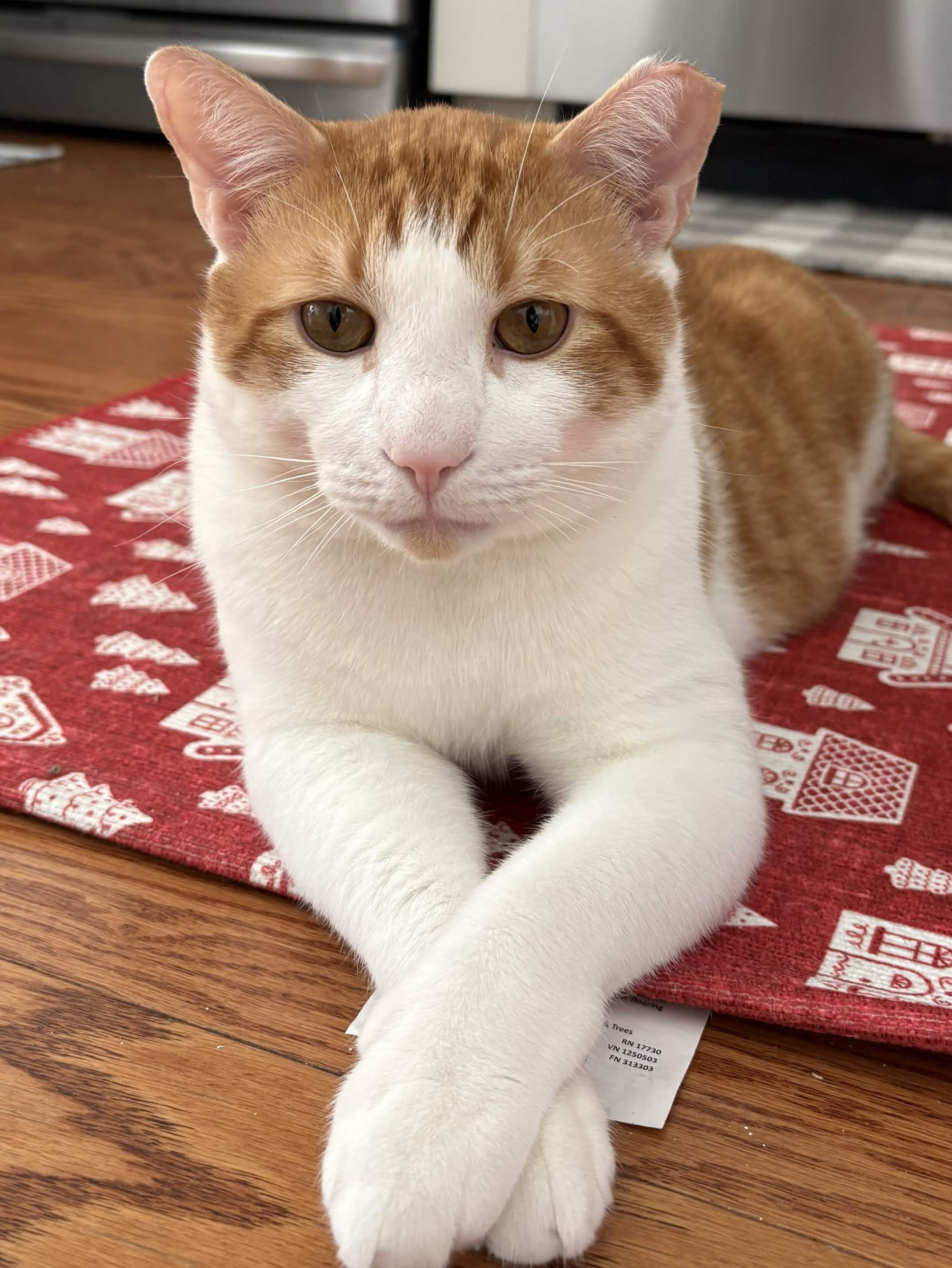 Enlarge Mango, a Adoptable Domestic Short Hair in Weehawken, NJ image 1/6