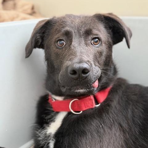 Pax, an adoptable Mixed Breed in Morden, MB, R6M 1Y4 | Photo Image 4