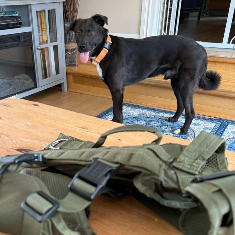 Pax, an adoptable Mixed Breed in Morden, MB, R6M 1Y4 | Photo Image 2