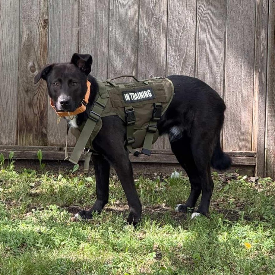 Pax, an adoptable Mixed Breed in Morden, MB, R6M 1Y4 | Photo Image 3