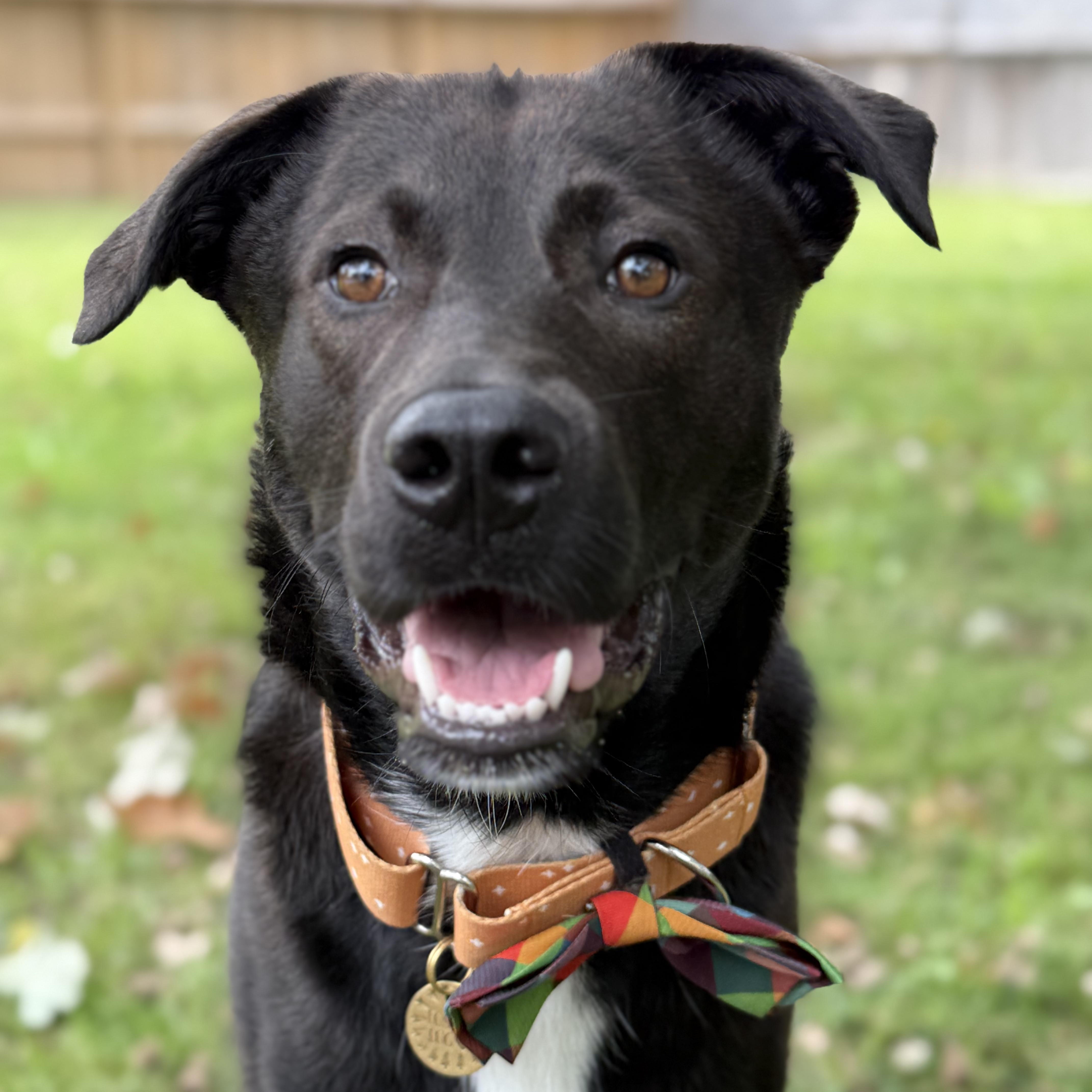 Pax, an adoptable Mixed Breed in Morden, MB, R6M 1Y4 | Photo Image 1