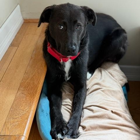 Pax, an adoptable Mixed Breed in Morden, MB, R6M 1Y4 | Photo Image 5