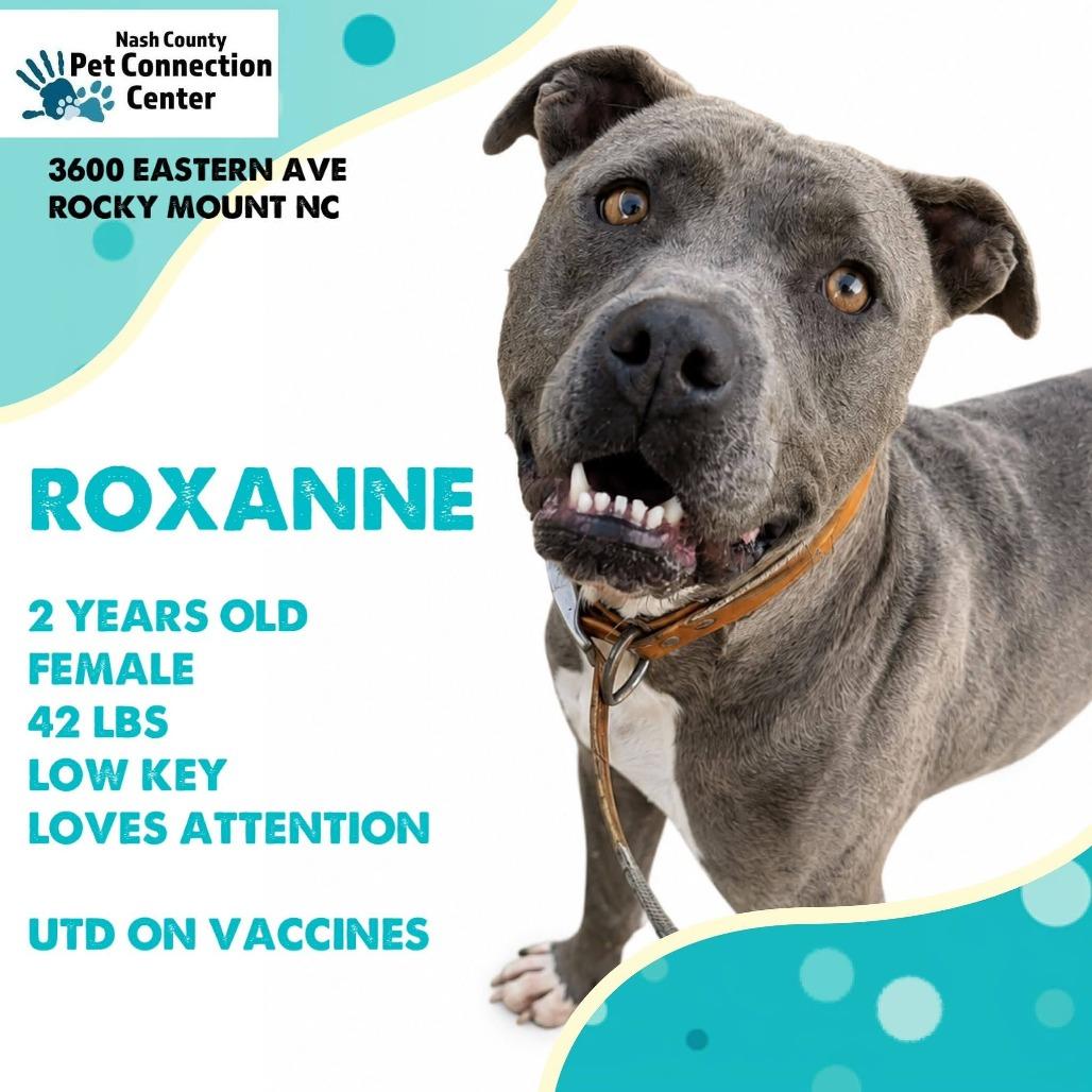 ROXANNE Available NOW - ADOPTION or RESCUE!, Adoptable, Adult Female Mixed Breed.