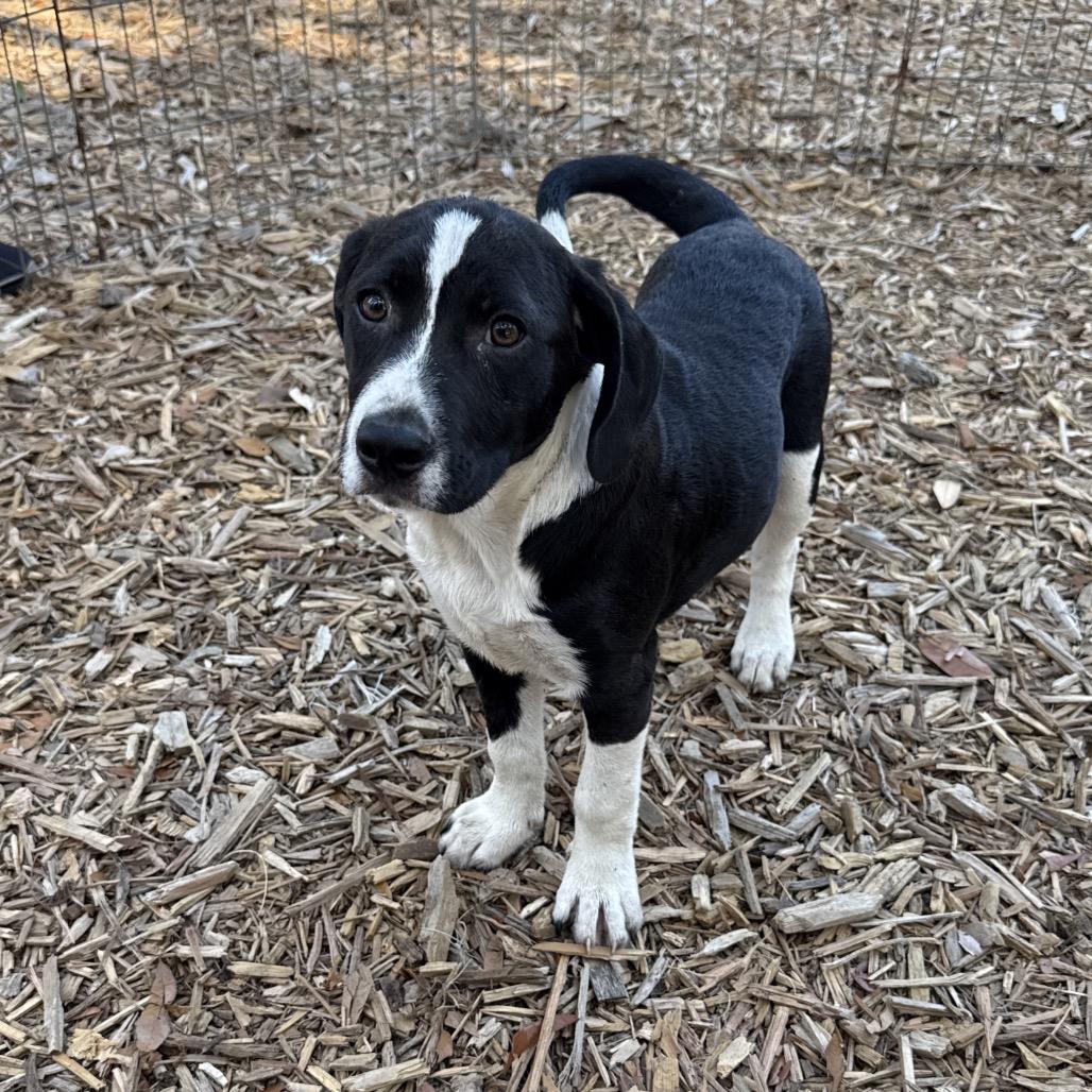 Hunter, Adoptable, Young Male Mixed Breed & None.