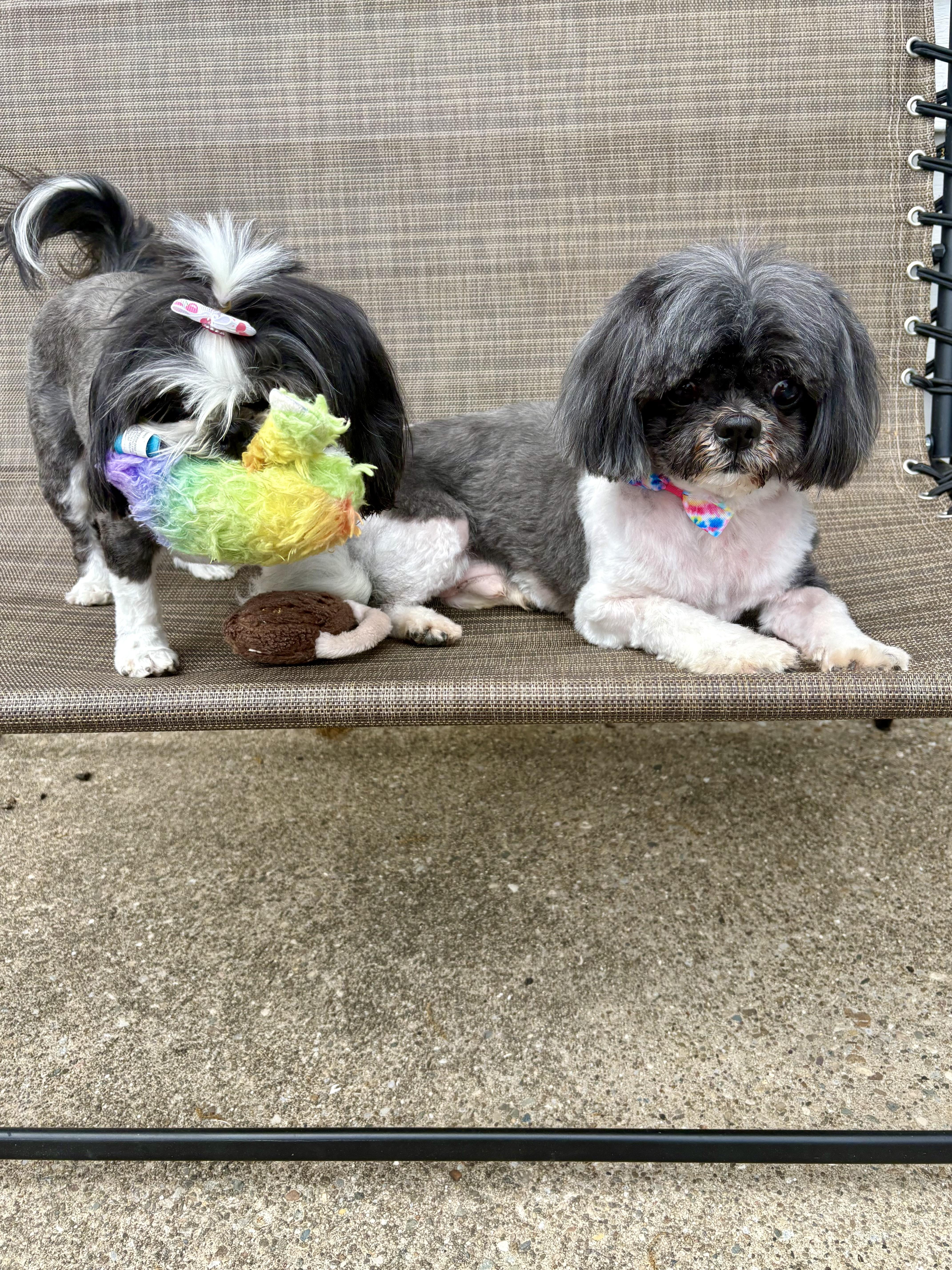 JASER & IZZY, ADOPTABLE, Adult Female Shih Tzu.