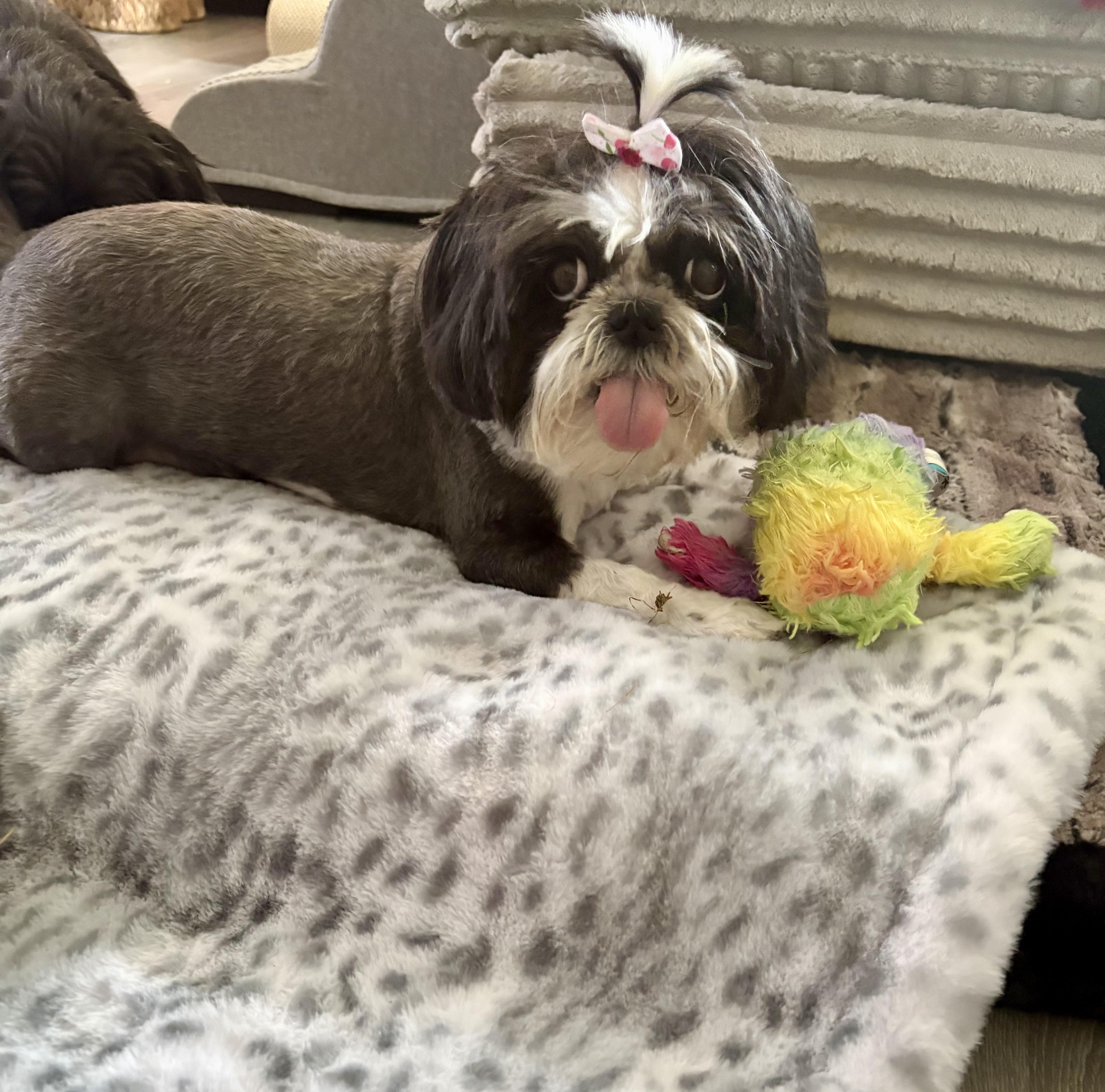Enlarge JASER & IZZY, a ADOPTABLE Shih Tzu in Lexington, KY image 2/3