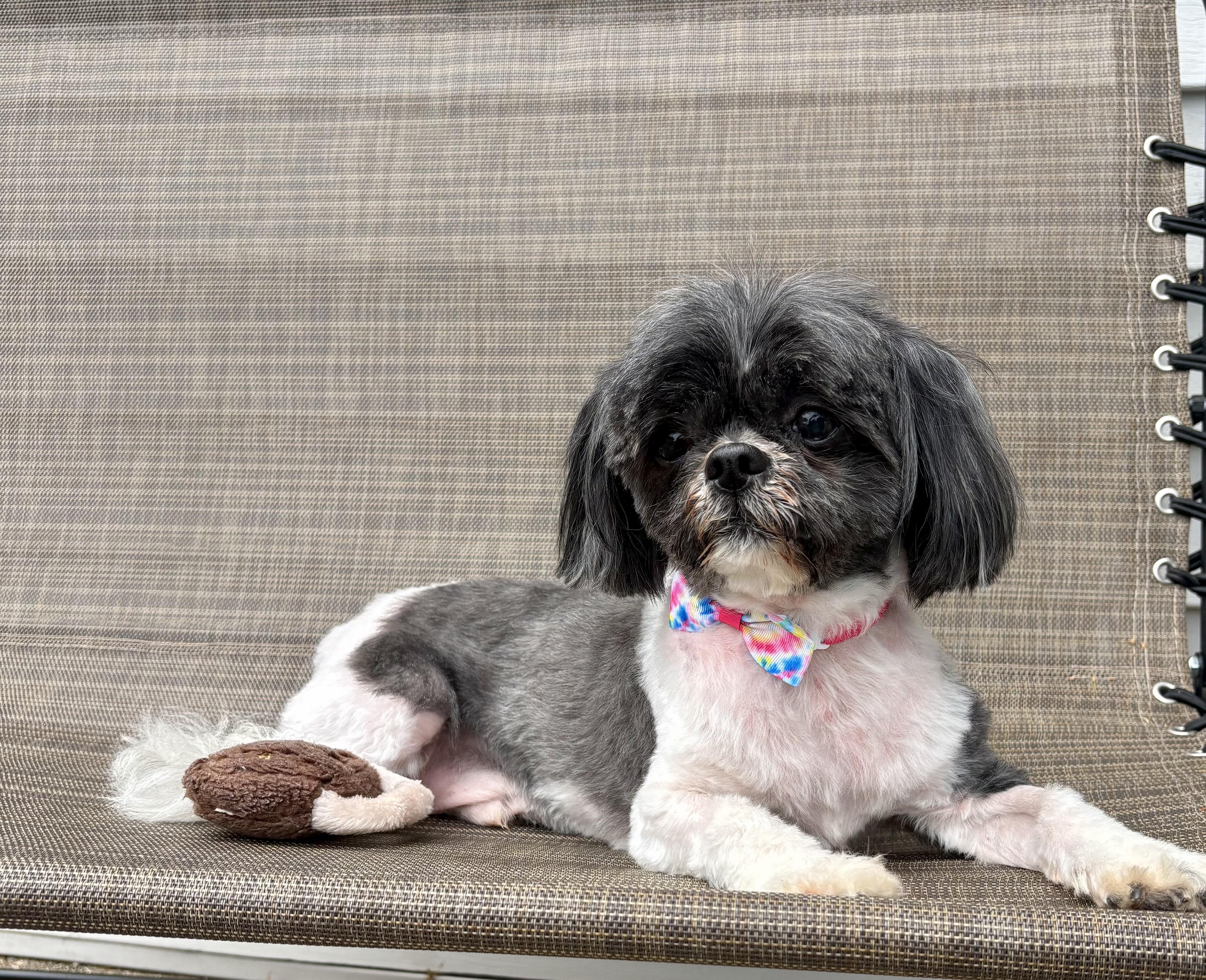 Enlarge JASER & IZZY, a ADOPTABLE Shih Tzu in Lexington, KY image 3/3