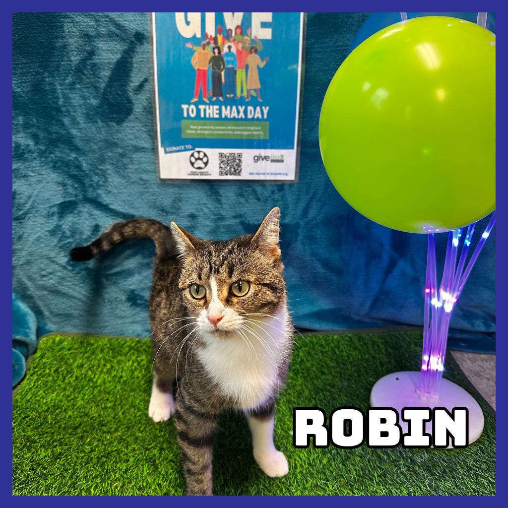 Robin, Adoptable, Adult Female Domestic Short Hair.