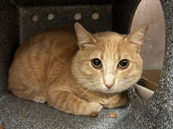 Golden — thumbnail 2