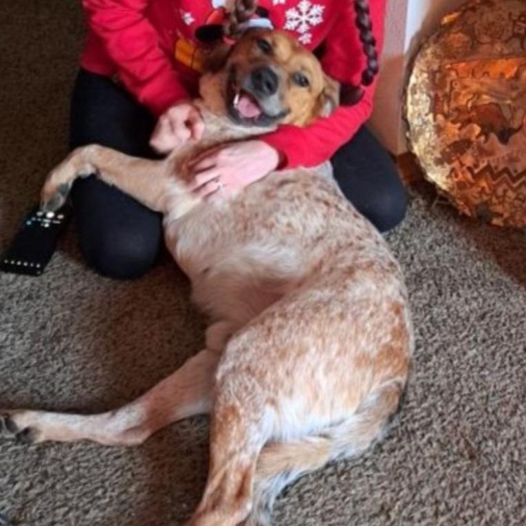 Jack, Adoptable, Senior Male Australian Kelpie & Mixed Breed.