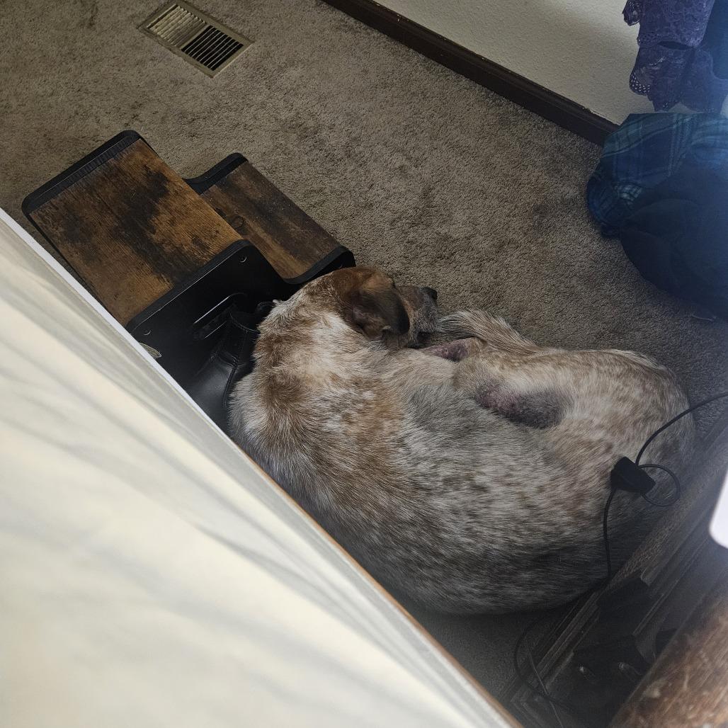 Enlarge Jack, a Adoptable mixed breed in Corvallis, OR image 2/5