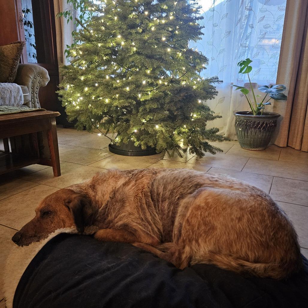 Enlarge Jack, a Adoptable mixed breed in Corvallis, OR image 3/5