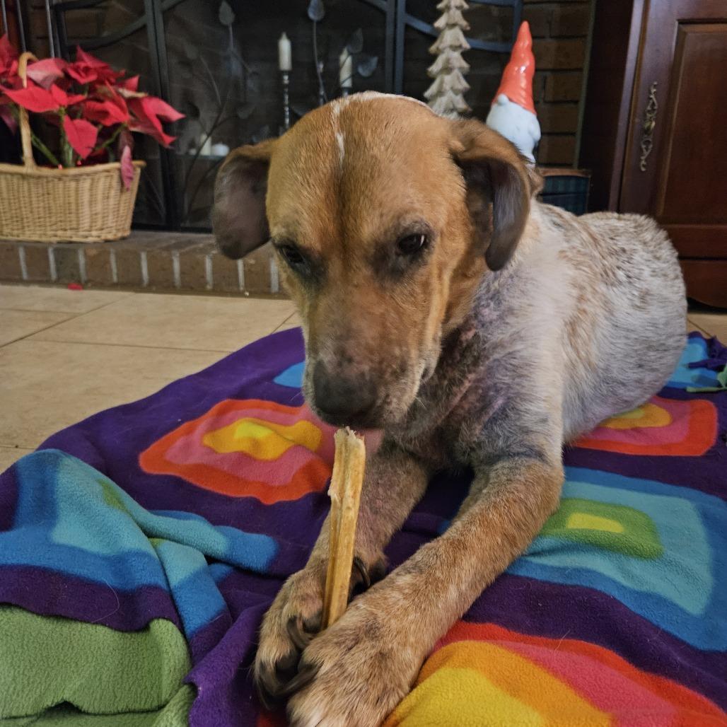 Enlarge Jack, a Adoptable mixed breed in Corvallis, OR image 4/5