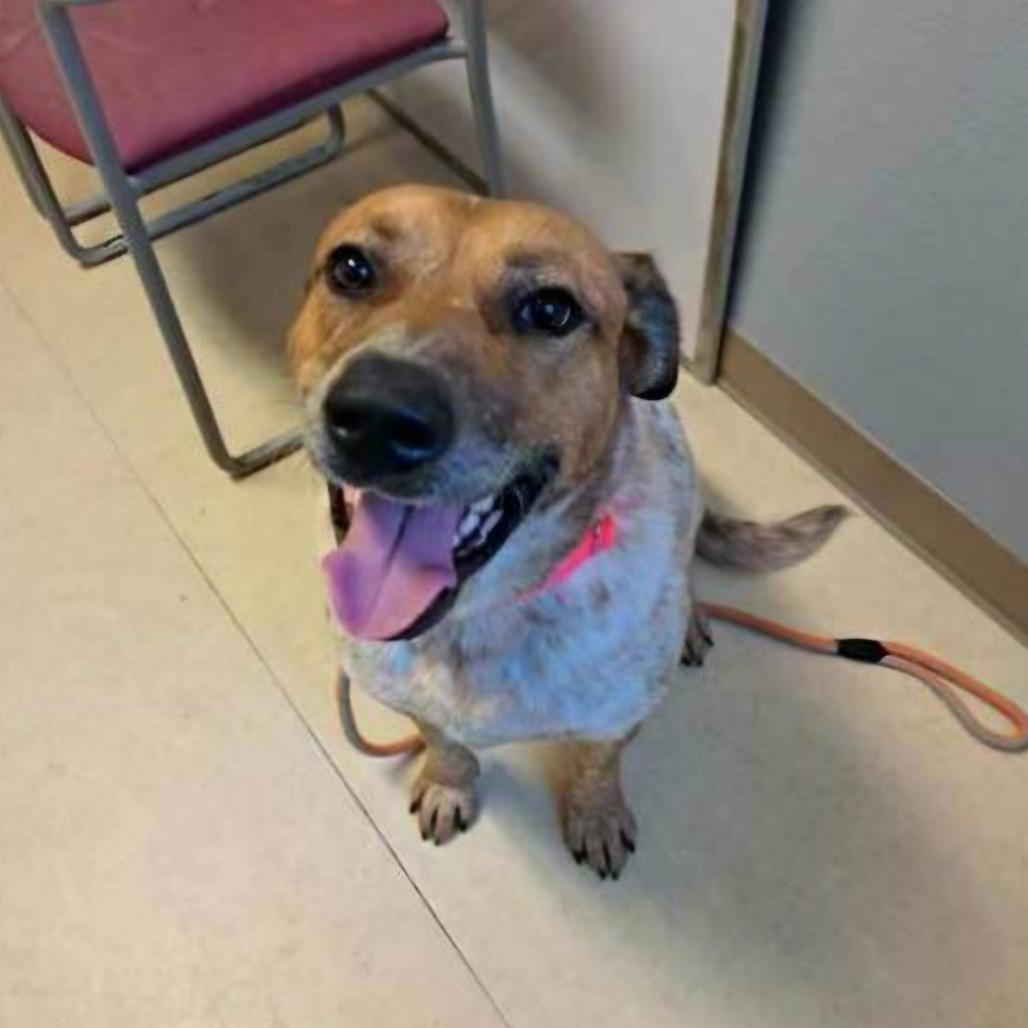 Enlarge Jack, a Adoptable mixed breed in Corvallis, OR image 5/5