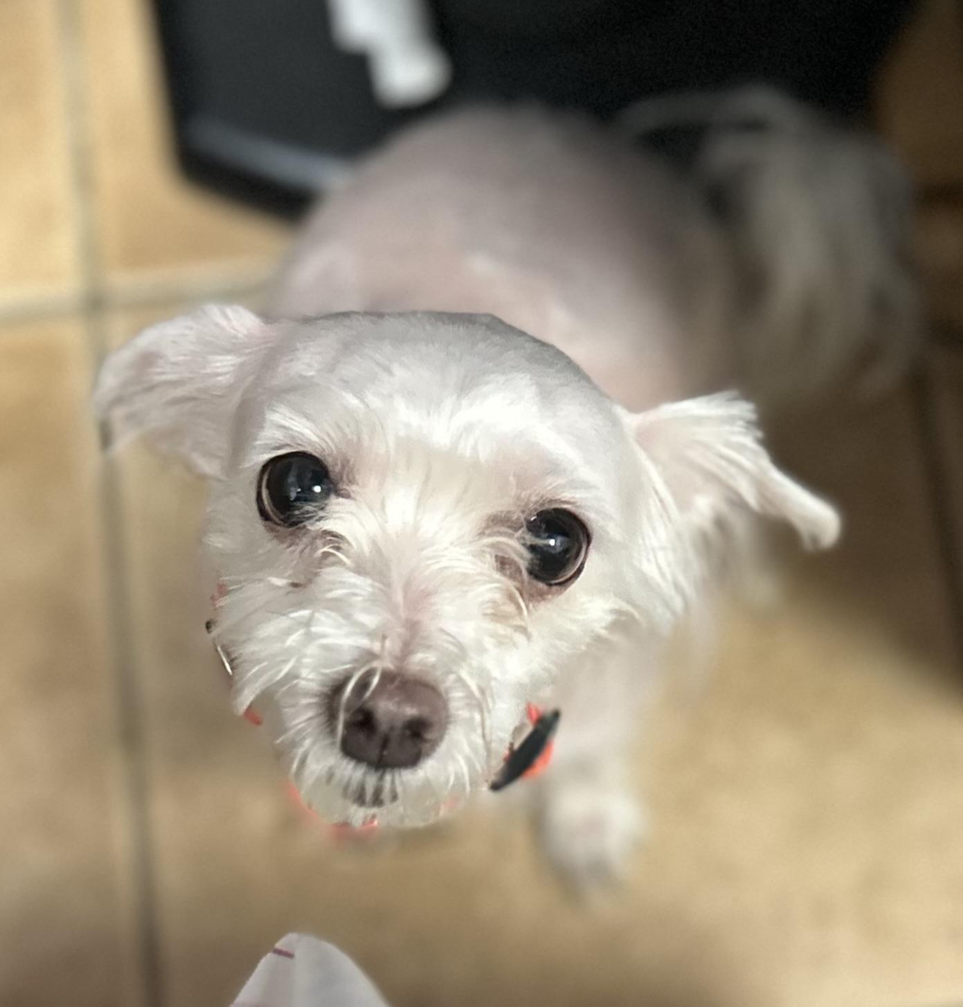 Princess, Senior Female Maltese