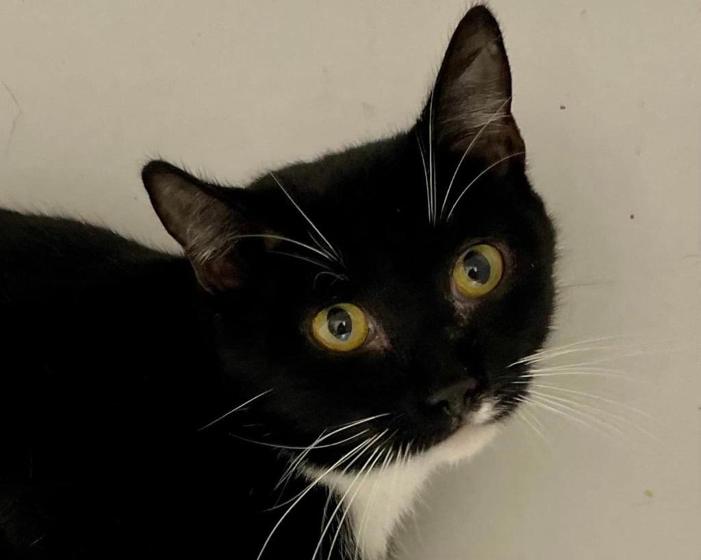 Enlarge Selena, a Adopted mixed breed in Pittsfield, IL image 2/2