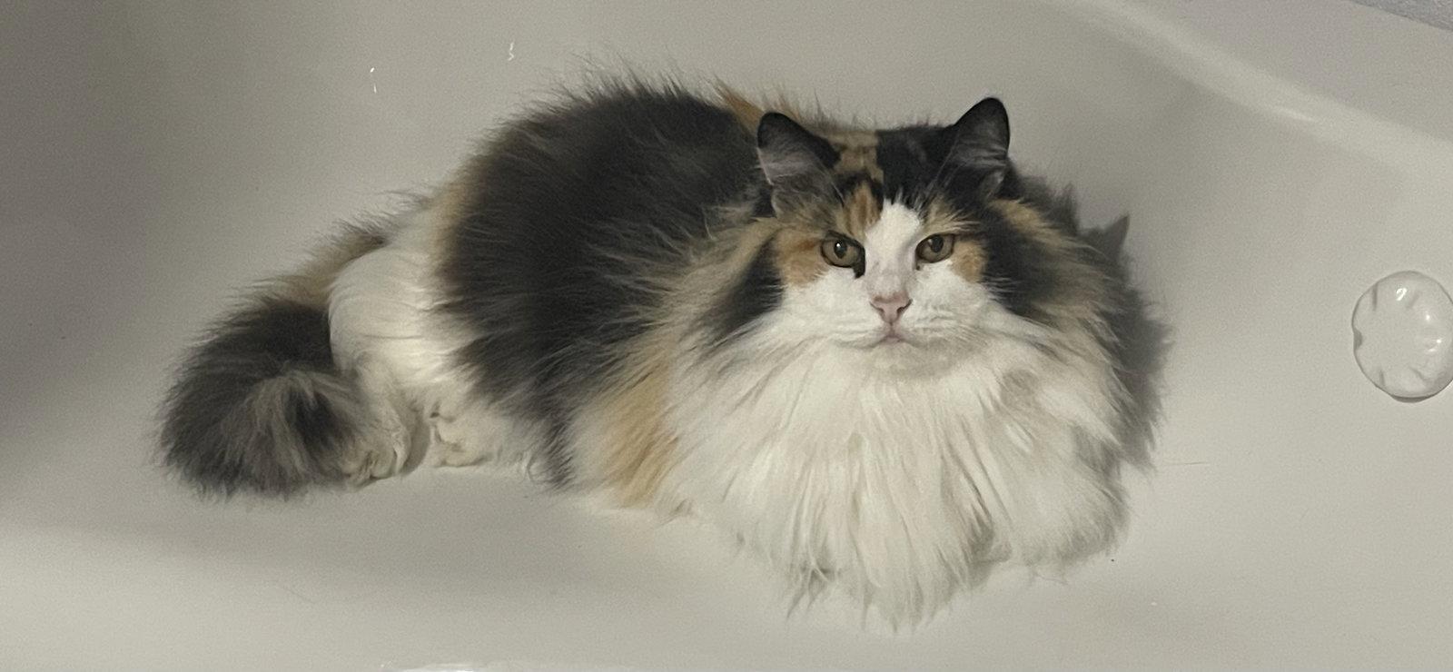 Frannie, Adopted, Adult Female Domestic Long Hair.