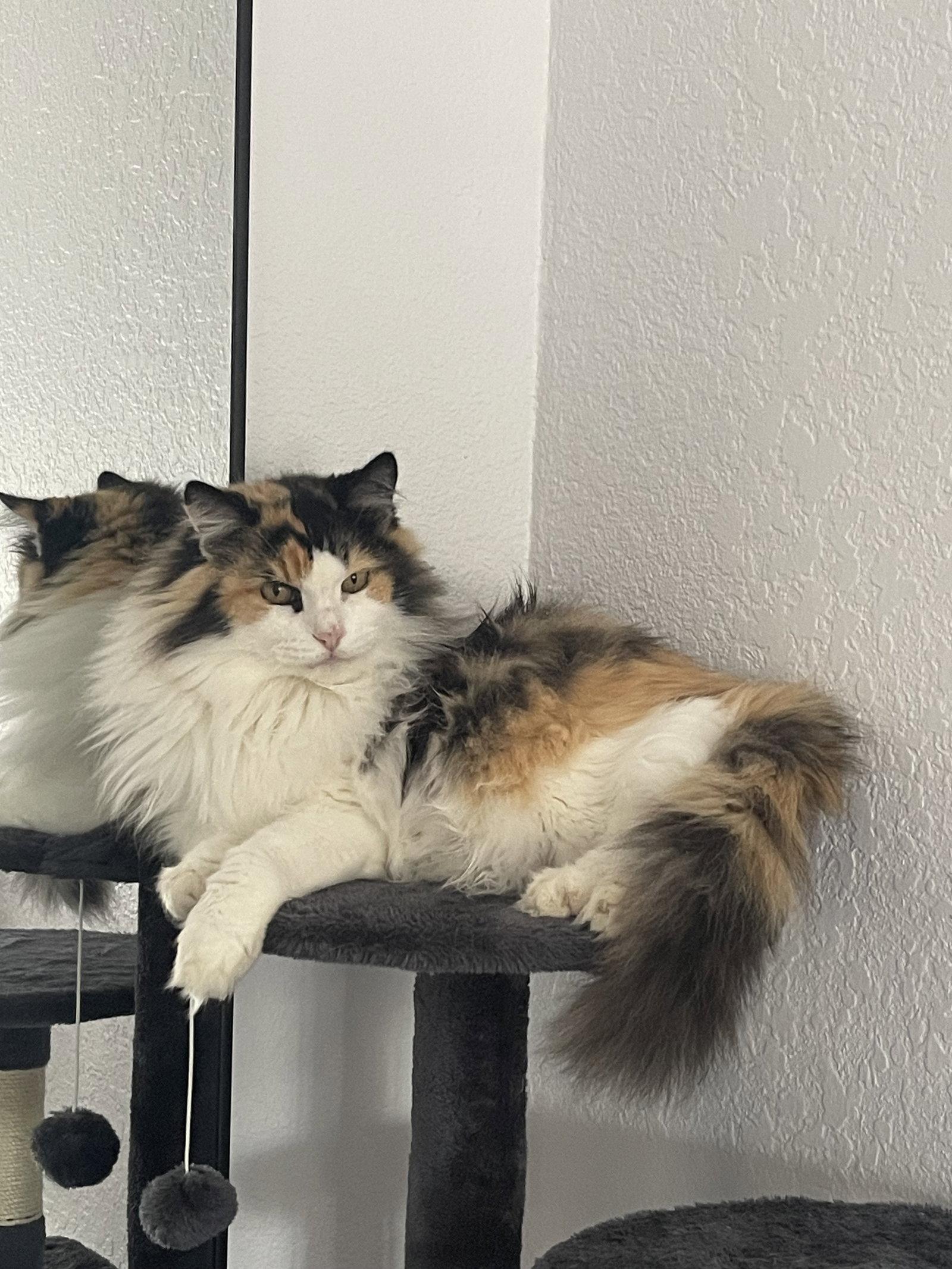 Enlarge Frannie, a Adopted Domestic Long Hair in Naples, FL image 2/3